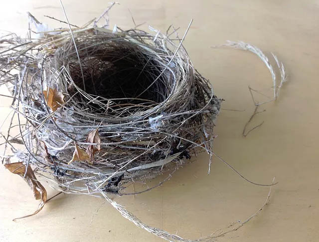 Inspiration in Bird's nest